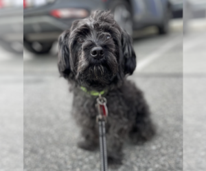 Medium Photo #4 Mutt Puppy For Sale in Brooklyn, NY, USA