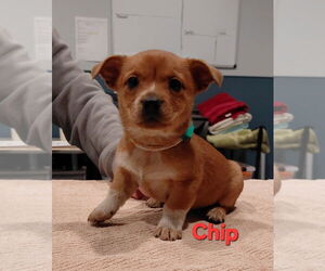 Mutt Dogs for adoption in South Bend, IN, USA