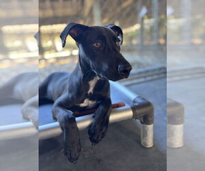 Mutt Dogs for adoption in Hilton Head, SC, USA