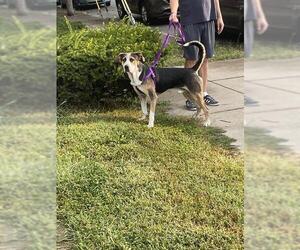 Treeing Walker Coonhound-Unknown Mix Dogs for adoption in Louisville, KY, USA