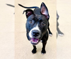 American Pit Bull Terrier Dogs for adoption in Derwood, MD, USA