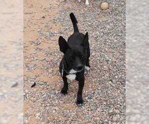 Chihuahua-Unknown Mix Dogs for adoption in Rio Rancho, NM, USA