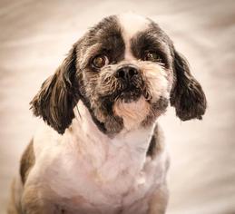 Shih Tzu Dogs for adoption in Walnutport, PA, USA