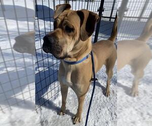 Great Dane Dogs for adoption in Park Falls, WI, USA