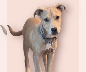 Labrador Retriever-Unknown Mix Dogs for adoption in Rockville, MD, USA