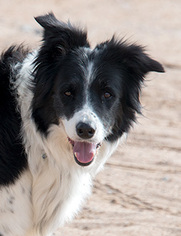 Border Collie Dogs for adoption in Corrales, NM, USA