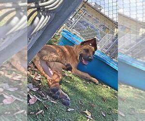 Mastiff-Unknown Mix Dogs for adoption in Downey, CA, USA