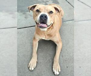 Boxer-Unknown Mix Dogs for adoption in Sacramento, CA, USA