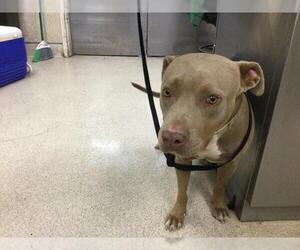 American Pit Bull Terrier Dogs for adoption in Riverside, CA, USA