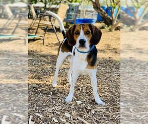 Beagle Dogs for adoption in Seal Beach, CA, USA