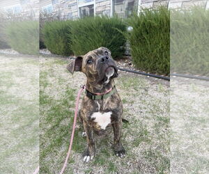 Mastiff-Unknown Mix Dogs for adoption in Des Moines, IA, USA
