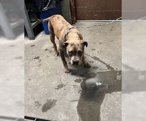 American Pit Bull Terrier Dogs for adoption in Stockton, CA, USA