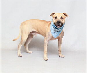 Staffordshire Bull Terrier Dogs for adoption in Sanford, FL, USA