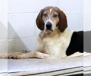 Coonhound Dogs for adoption in York, SC, USA