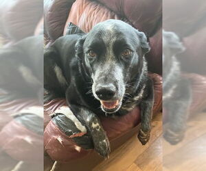 Border Collie-Catahoula Leopard Dog Mix Dogs for adoption in Red Lodge, MT, USA