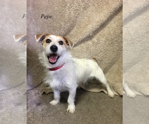 Jack Russell Terrier Dogs for adoption in Chester, IL, USA