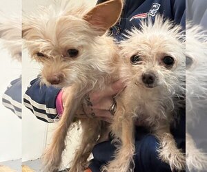 Chihuahua Dogs for adoption in La Porte, IN, USA