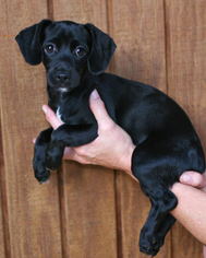 Chiweenie Dogs for adoption in Eureka Springs, AR, USA