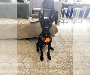 American Pit Bull Terrier Dogs for adoption in Denver, CO, USA