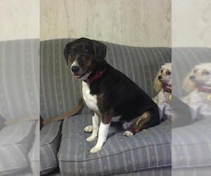 American Foxhound-Beagle Mix Dogs for adoption in Grantville, PA, USA