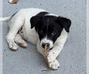 Border Collie-Unknown Mix Dogs for adoption in Bolivar, MO, USA