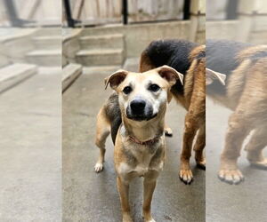 Mutt Dogs for adoption in Chicago, IL, USA