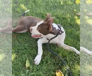 American Pit Bull Terrier Dogs for adoption in Kankakee, IL, USA