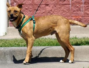 Black Mouth Cur-Labrador Retriever Mix Dogs for adoption in Keller, TX, USA