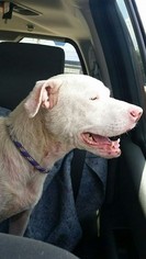 American Bulldog-Labrador Retriever Mix Dogs for adoption in Houston, TX, USA