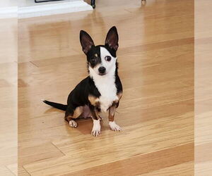 Chipin Dogs for adoption in Banning, CA, USA