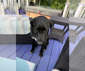 Pyredoodle Dogs for adoption in Wheaton, IL, USA