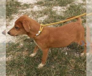 Black and Tan Coonhound-Labrador Retriever-Unknown Mix Dogs for adoption in Melbourne, FL, USA