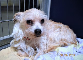 Maltese Dogs for adoption in San Jacinto, CA, USA