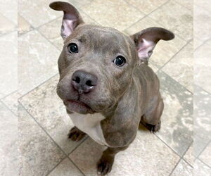 Mutt Dogs for adoption in Jefferson, WI, USA