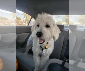 Labradoodle Dogs for adoption in La Verne , CA, USA