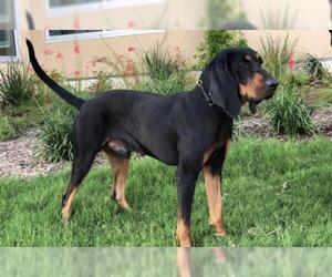Black and Tan Coonhound Dogs for adoption in PIPE CREEK, TX, USA