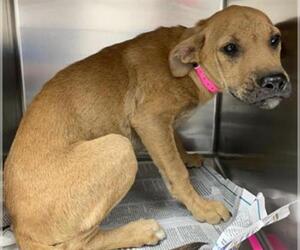 Boxer Dogs for adoption in Visalia, CA, USA