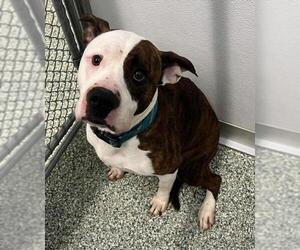 American Pit Bull Terrier-Unknown Mix Dogs for adoption in Salisbury, NC, USA