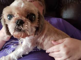 Shih Tzu Dogs for adoption in Reeds, MO, USA
