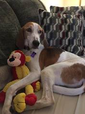 Treeing Walker Coonhound Dogs for adoption in Inverness, FL, USA
