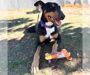 Bull Terrier-Doberman Pinscher Mix Dogs for adoption in Aurora, CO, USA
