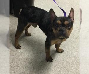 French Bulldog Dogs for adoption in Riverside, CA, USA