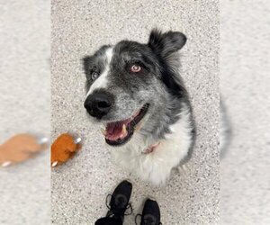Border-Aussie Dogs for adoption in Brighton, CO, USA