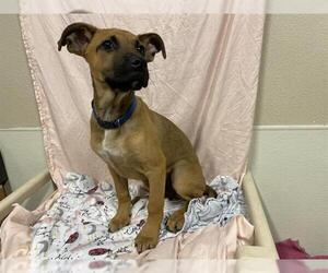 Medium Photo #1 Mutt Puppy For Sale in Modesto, CA, USA