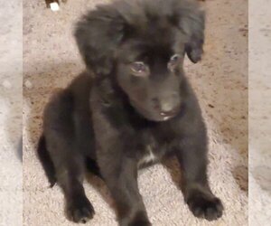 Medium Photo #1 Labrador Retriever Puppy For Sale in Aurora, IN, USA