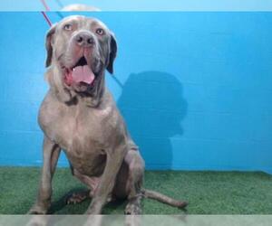 Mastiff Dogs for adoption in Orlando, FL, USA