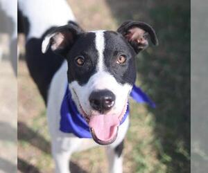 Pointer-Unknown Mix Dogs for adoption in San Antonio, TX, USA