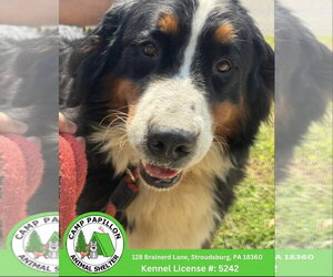 Bernese Mountain Dog Dogs for adoption in Stroudsburg, PA, USA