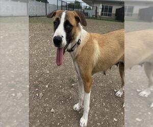 Mutt Dogs for adoption in San Antonio, TX, USA