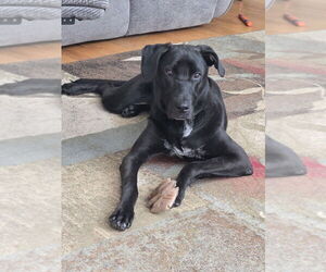 Great Dane-Labrador Retriever Mix Dogs for adoption in Mooresville, NC, USA